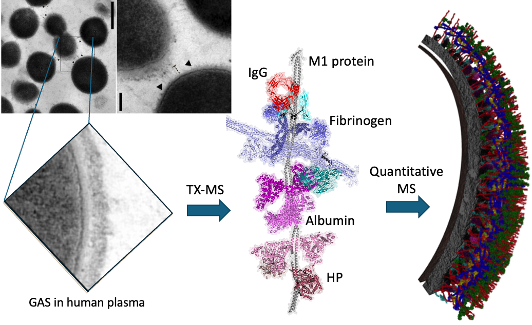 ANR-JCJC (IDPFold) Award